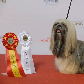 Lhasa Apso