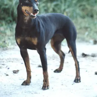 Manchester Terrier (Standard)