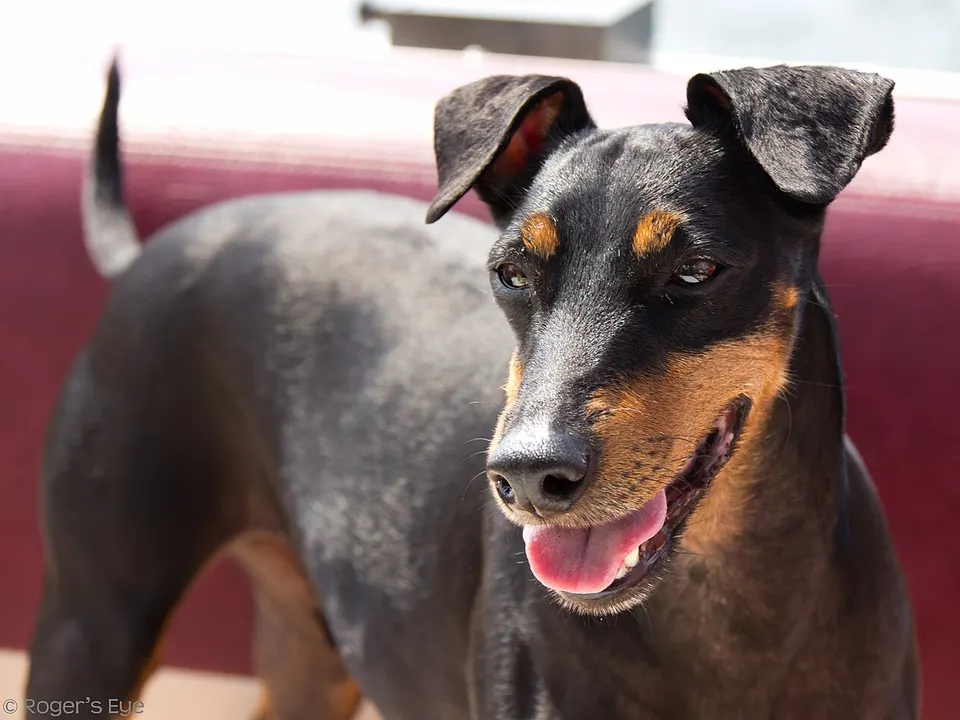 Manchester Terrier (Standard)