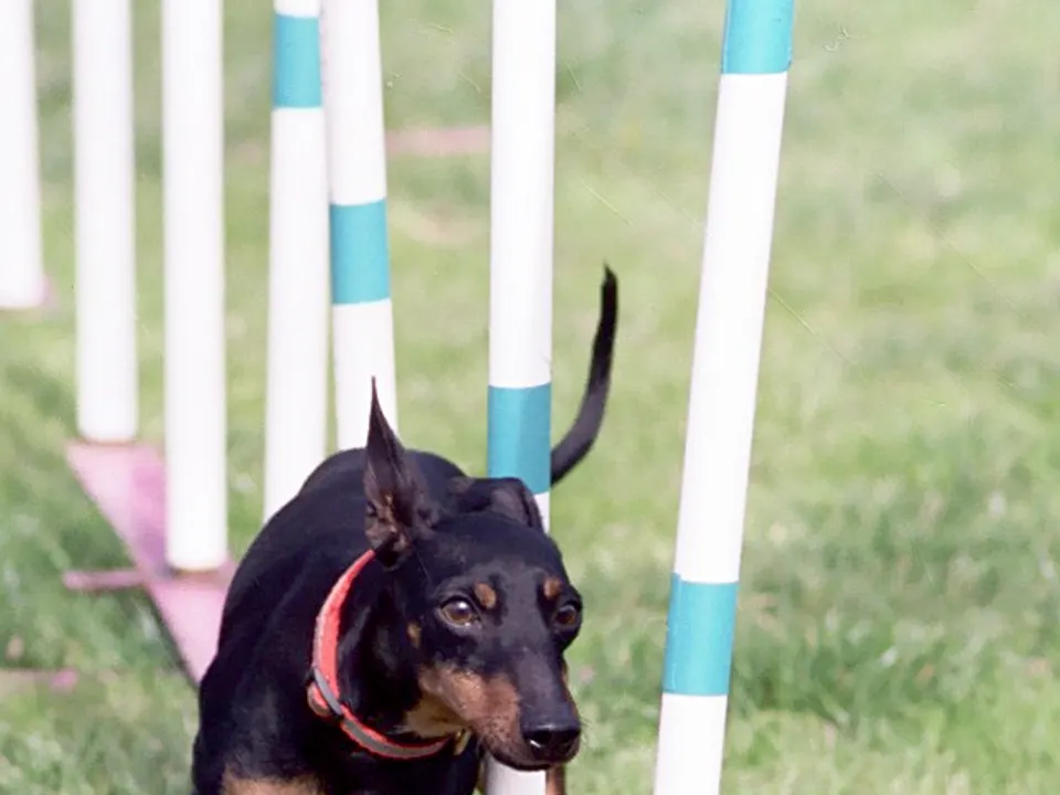 Manchester Terrier (Toy)