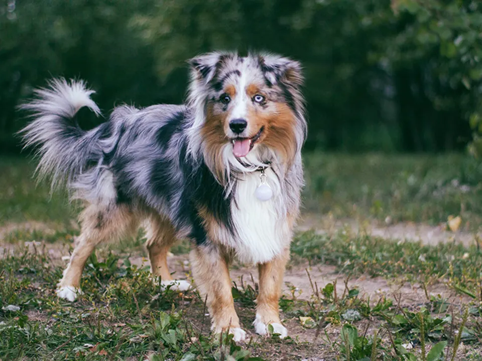 Miniature American Shepherd