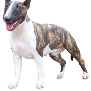 Miniature Bull Terrier