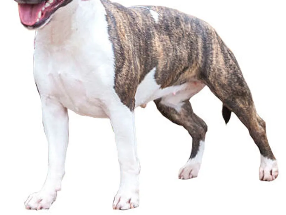 Miniature Bull Terrier
