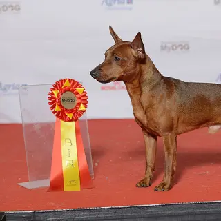 Miniature Pinscher