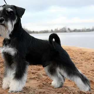 Miniature Schnauzer
