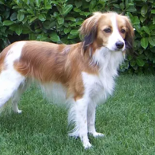 Nederlandse Kooikerhondje