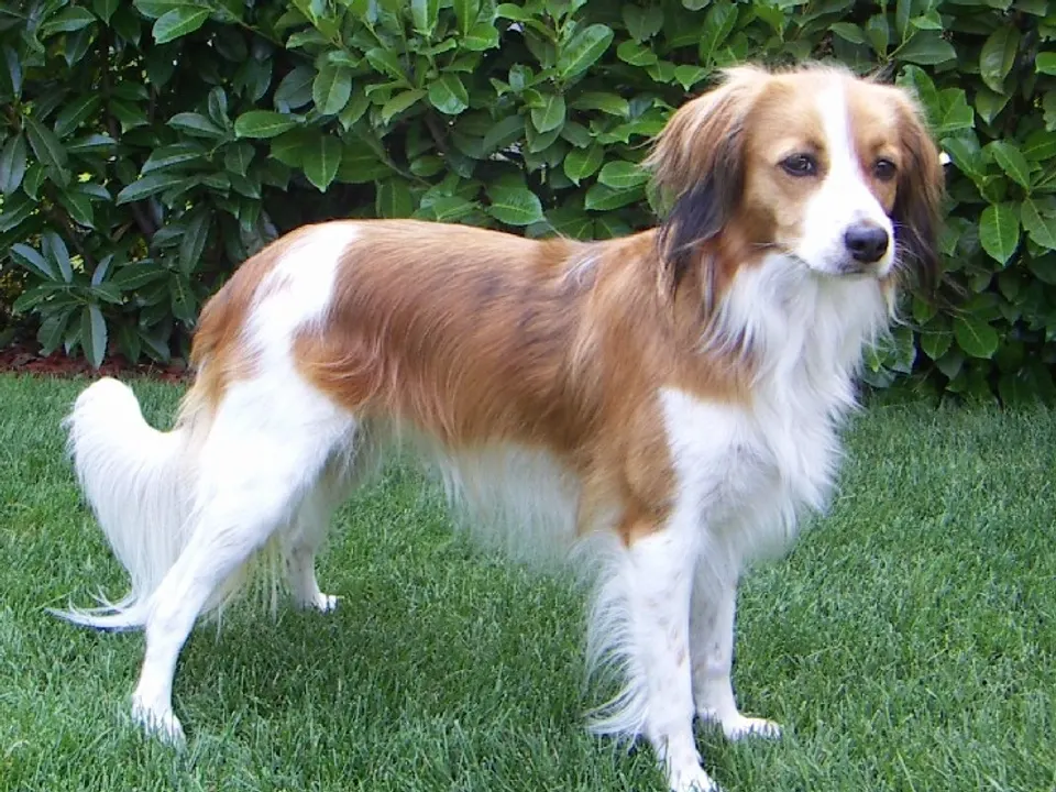 Nederlandse Kooikerhondje