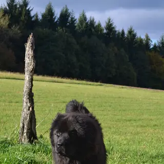Newfoundland  - American Kennel Club