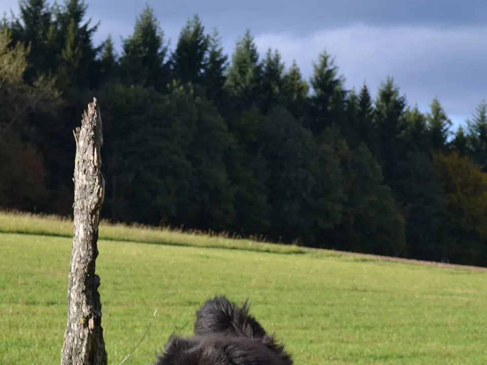 Newfoundland  - American Kennel Club
