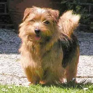 Norfolk Terrier