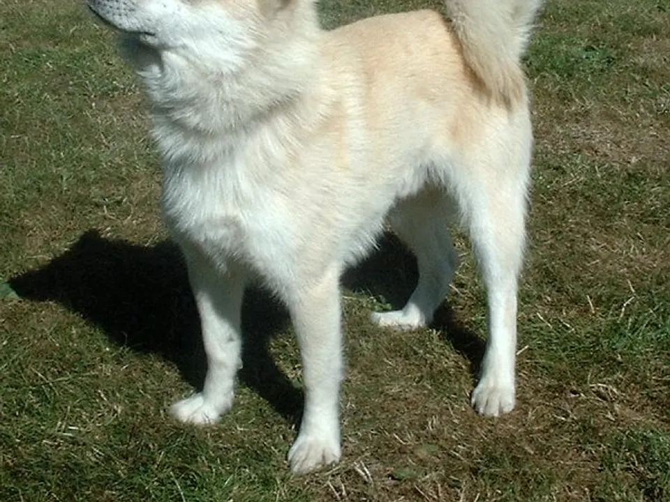 Norwegian Buhund