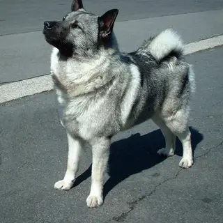 Norwegian Elkhound