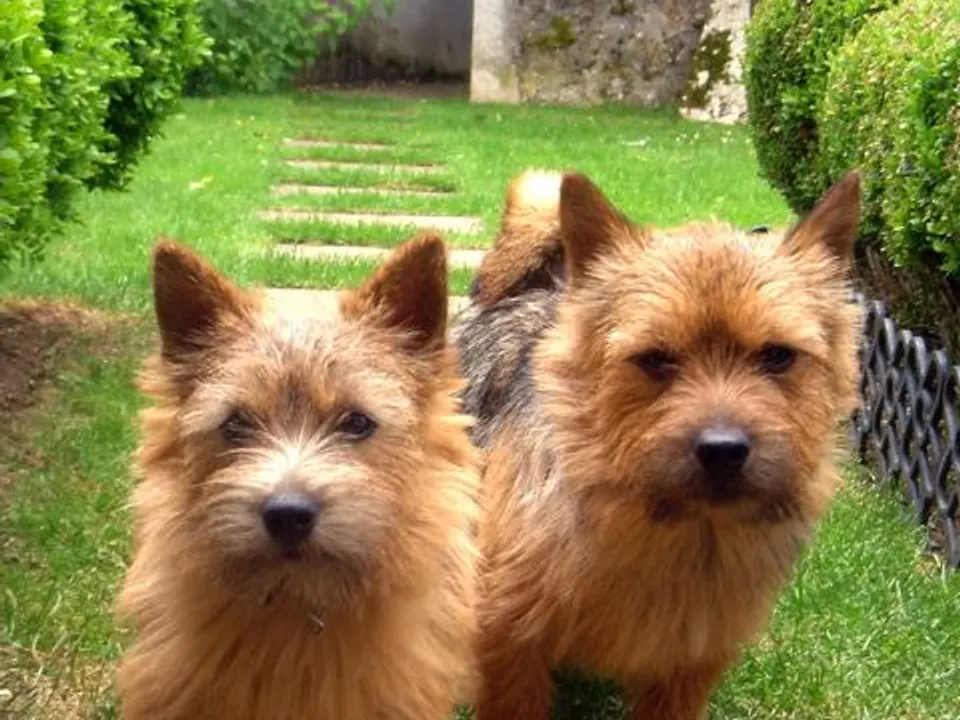 Norwich Terrier