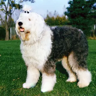 Old English Sheepdog