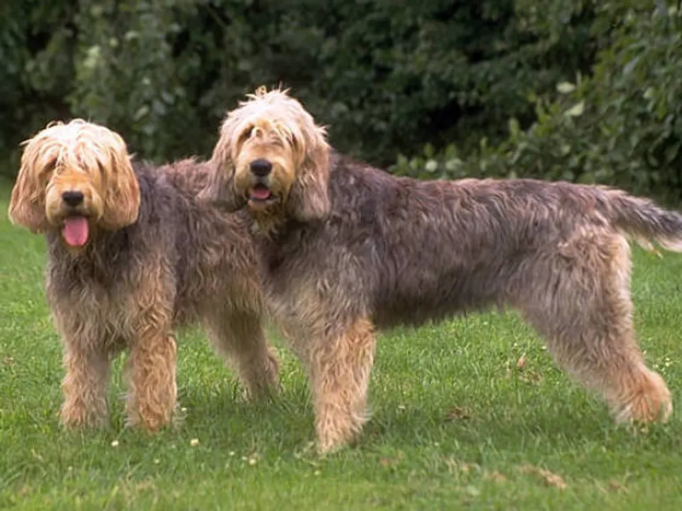 Otterhound