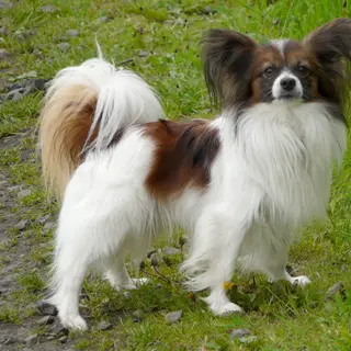 Papillon