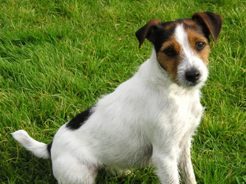 Parson Russell Terrier