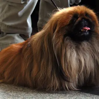 Pekingese