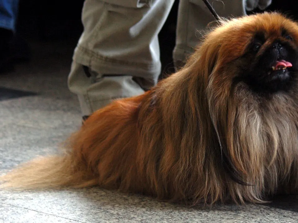 Pekingese