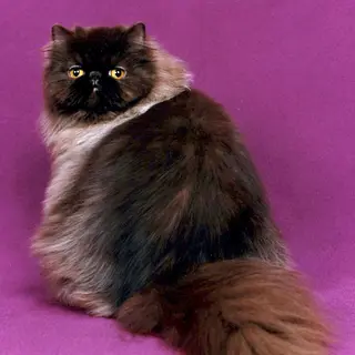 Persian