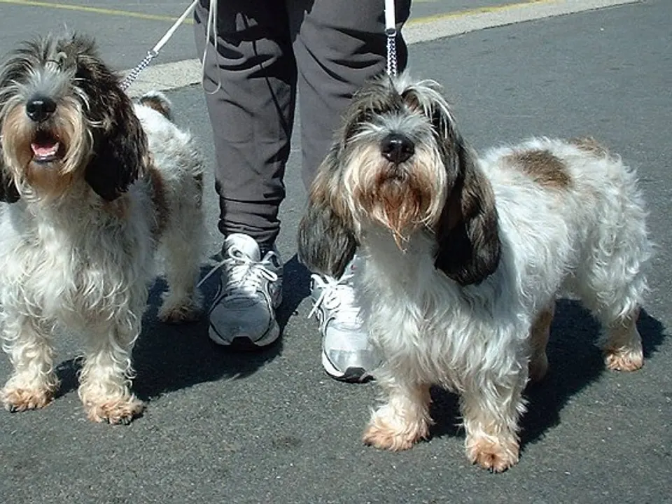 Petit Basset Griffon Vendéen