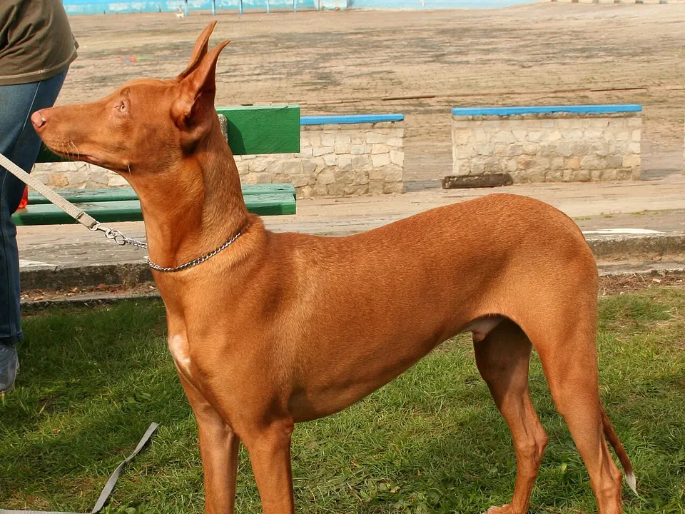 Pharaoh Hound