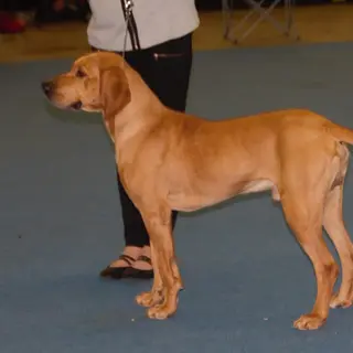 Plott Hound