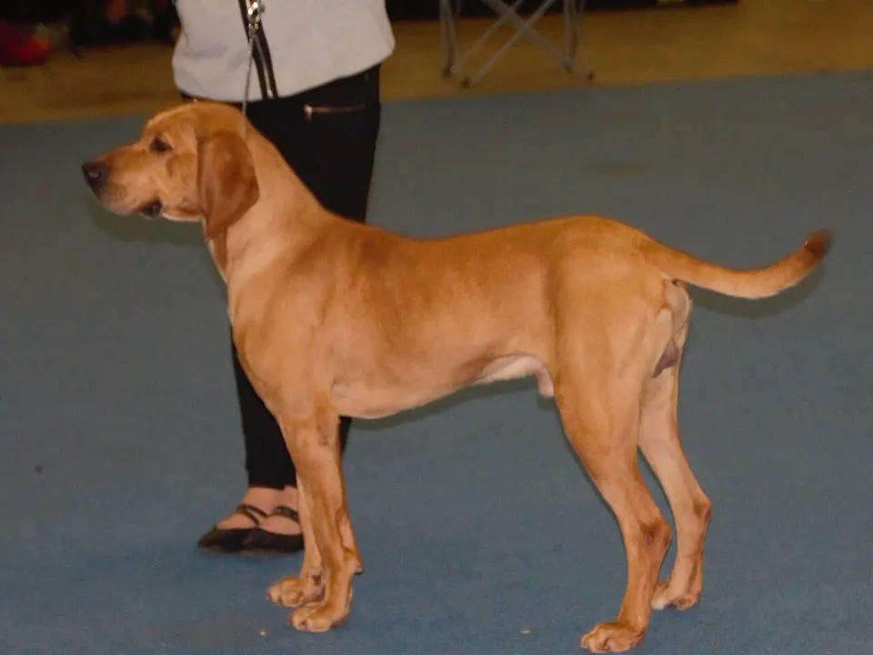 Plott Hound