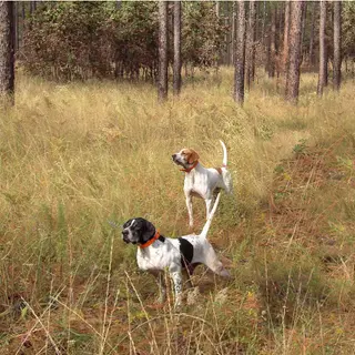 Pointer