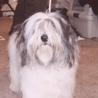 Polish Lowland Sheepdog
