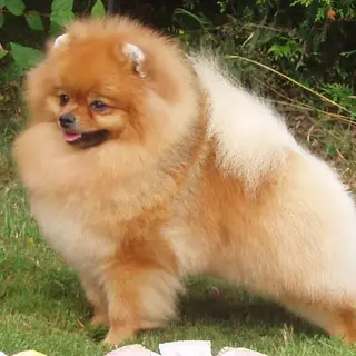 Pomeranian