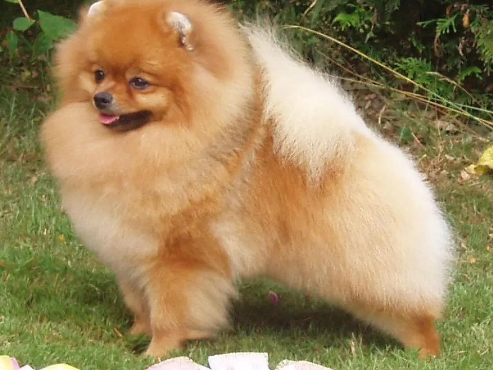 Pomeranian