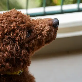 Miniature Poodle