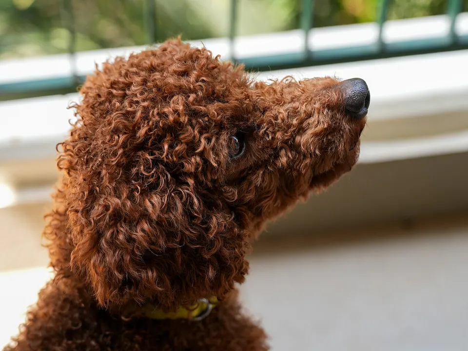 Miniature Poodle