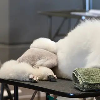 Standard Poodle