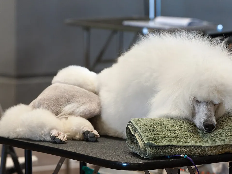 Standard Poodle