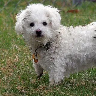 Toy Poodle