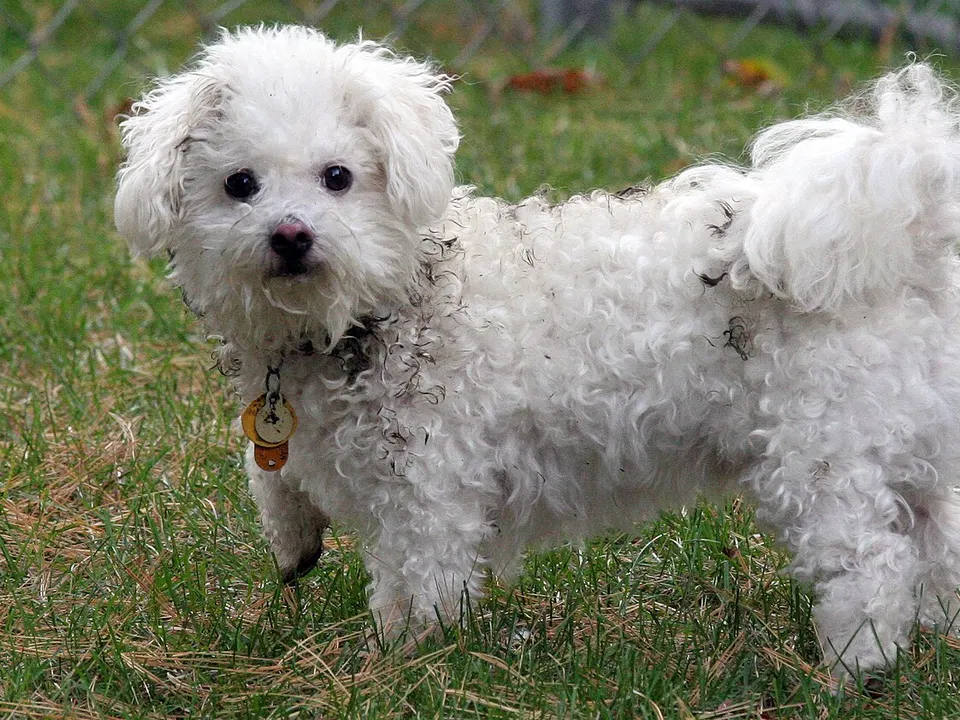 Toy Poodle