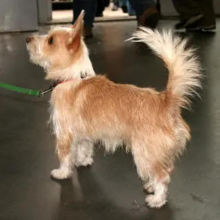 Portuguese Podengo Pequeno