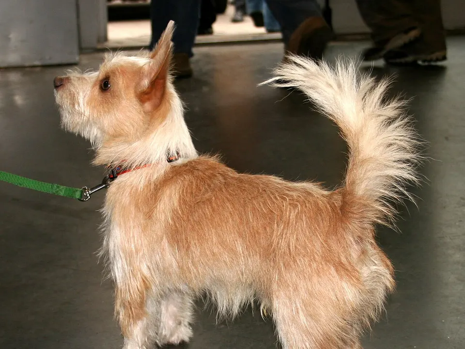 Portuguese Podengo Pequeno