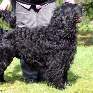 Portuguese Water Dog