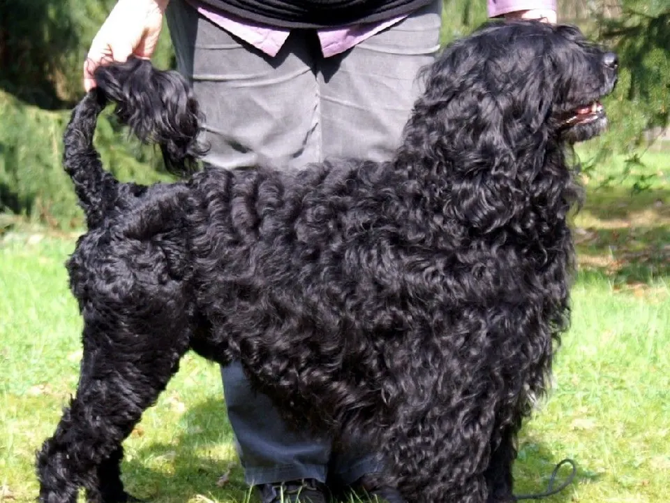 Portuguese Water Dog