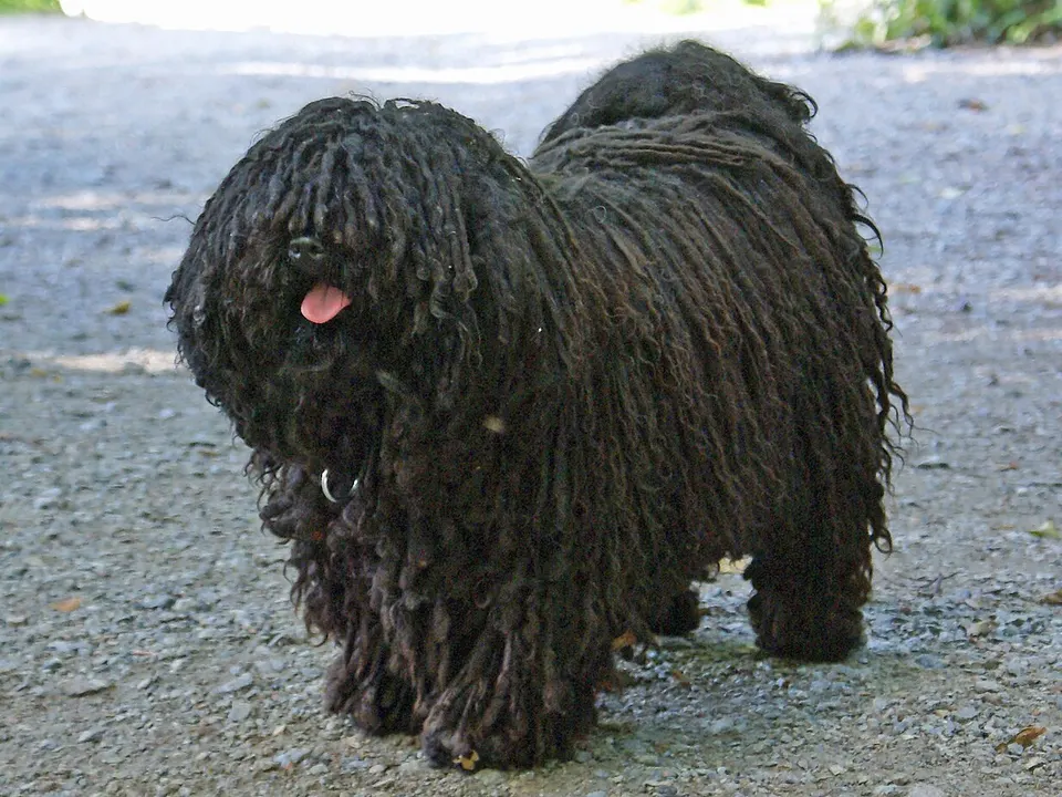 Puli