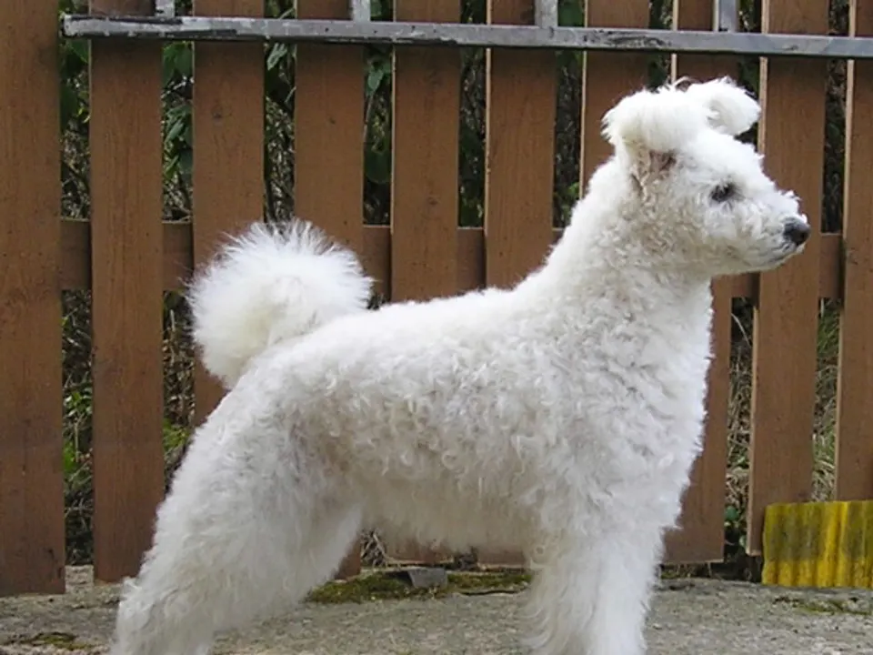Pumi