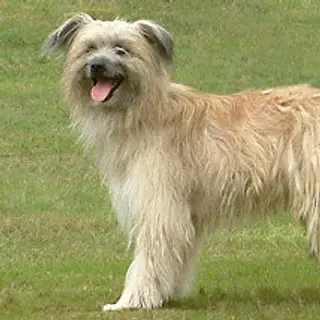 Pyrenean Shepherd