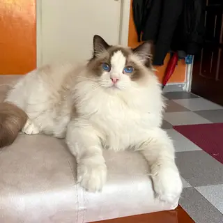 Ragdoll