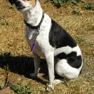 Rat Terrier