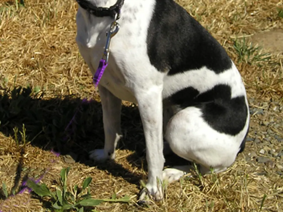 Rat Terrier