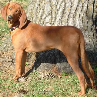 Redbone Coonhound