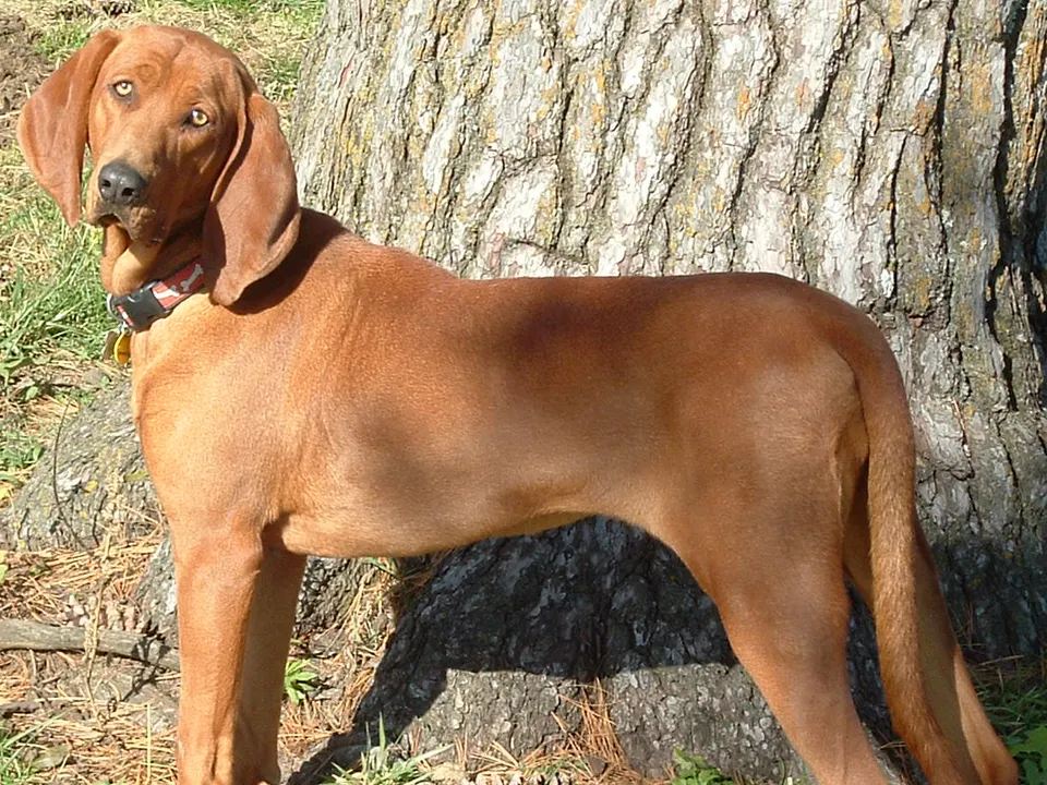 Redbone Coonhound